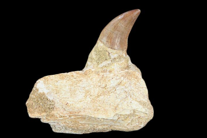 Fossil Mosasaur (Prognathodon) Jaw Section With Tooth - Morocco #116985